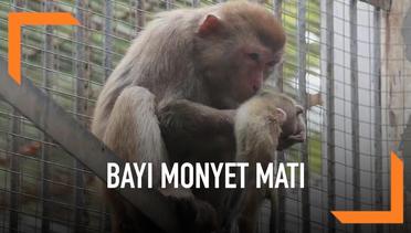 Kasihan, Induk Monyet Peluk Bayinya yang Sudah Mati