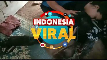 Indonesia Viral - 02/02/20