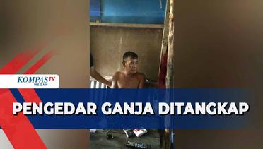 Polisi Tangkap Pengedar Ganja di Belawan Medan