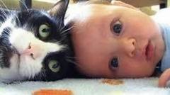 Anak Kucing Dan Bayi Bermain Bersama