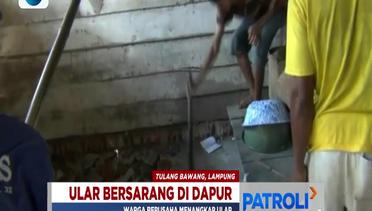 Warga di Lampung Tangkap Ular Kobra yang Masuk ke Rumah - Patroli