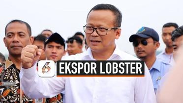 Edhy Prabowo Cabut Larangan Ekspor Benih Lobster Zaman Susi