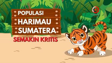 Ini Penyebab Harimau Sumatera Terancam Punah