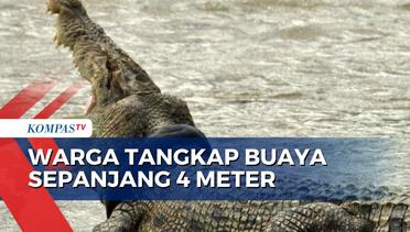 Detik-Detik Warga Kabupaten Muna Tangkap Buaya Sepanjang 4 Meter di Muara Kanal!