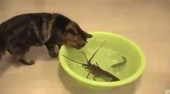 Cats vs Lobsters  "Who WIN?"HaHa