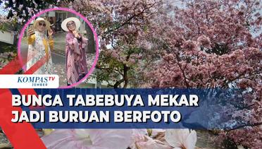 Bunga Tabebuya di Kota Malang Mekar, Jadi Rebutan Warga Buat Foto