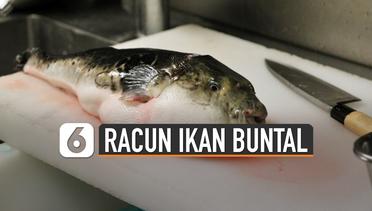 Racun Ikan Buntal Dianggap Lebih Berbahaya dari Sianida