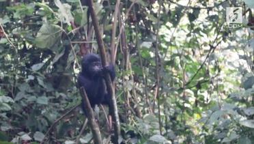 Aksi Lucu Bayi Gorila Terjatuh dari Pohon
