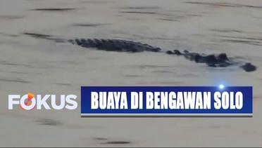Waspada! Buaya Muara Masih Berkeliaran di Sungai Bengawan Solo - Fokus