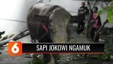 Sapi Jokowi di Kulonprogo Ngamuk, Warga Sekitar Panik