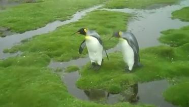 Lucunya Dua Penguin Yang Menyebrang