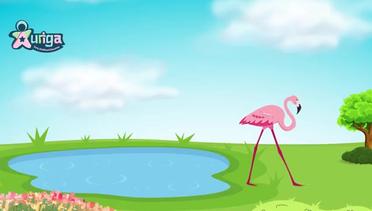 Siklus Hidup Flamingo - Flamingo Life Cycle