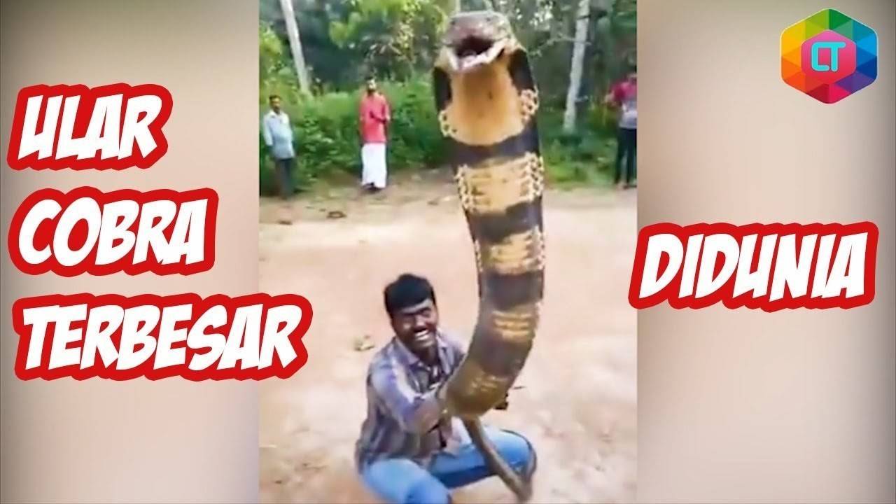 LEBIH BESAR DARI GARAGA !? 6 King Cobra Terbesar Didunia | Vidio