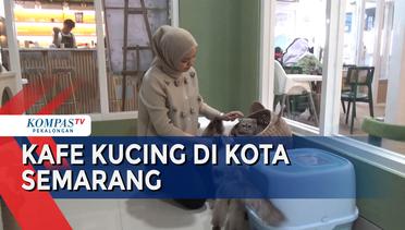 Kafe Kucing di Kota Semarang, Surga bagi Pecinta Kucing