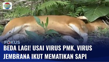 PMK Belum Usai, Virus Jembrana Serang Puluhan Sapi di Sulawesi Barat | Fokus