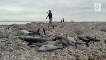 Puluhan Lumba-lumba Mati Terdampar di Meksiko
