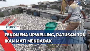 Fenomena Upwelling, Ratusan Ton Ikan Mati Mendadak