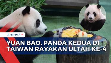 Gemas! Panda Kedua di Taiwan Yuan Bao Rayakan Ulang Tahun Ke-4