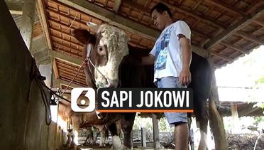 Gombloh, Sapi Kurban Pilihan Presiden Jokowi