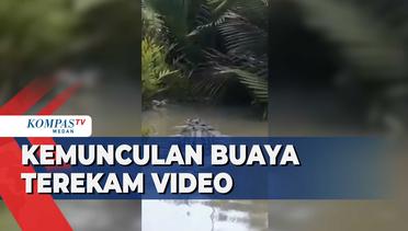 Video Kemunculan Buaya di Sungai Viral