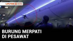 Heboh! Seekor Merpati Lepas dari Bagasi dan Masuk Kabin Pesawat | Liputan 6