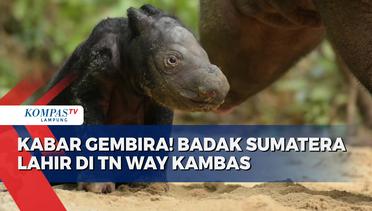 Kabar Gembira, Badak Sumatera Lahir di Taman Nasional Way Kambas