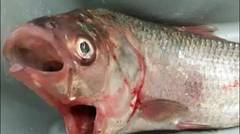Ikan Kakap Bermulut Dua Di Australia