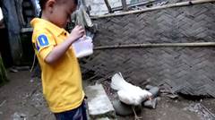lucu Abidzar kasih makan anak ayam