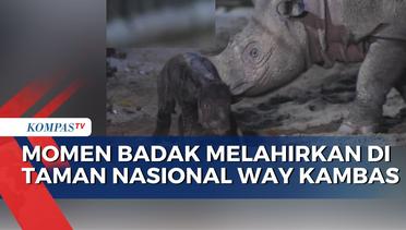 Momen Induk Badak  Melahirkan di Taman Nasional Way Kambas Lampung