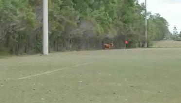 Kerbau Mengamuk Mengacaukan Lapangan Bola 