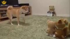 Anjing vs Boneka Lucu
