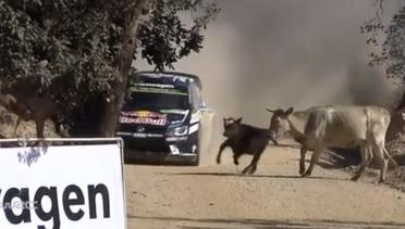Pebalap Juara Dunia WRC Ini Nyaris Menabrak Sapi