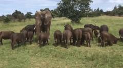 Gajah Ini Telah Hidup dengan Sekawanan Kerbau Sejak Ia Masih Bayi, dan Sekarang Ia Tidak Lagi Seekor ‘Gajah'!  