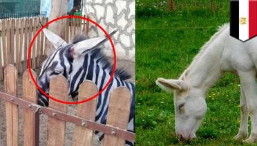 Kebun binatang di Mesir cat keledai jadi zebra - TomoNews