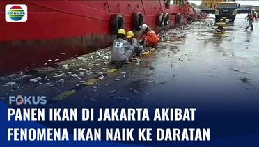 Panen Ikan di Jakarta karena Fenomena Ikan Naik ke Daratan I Fokus