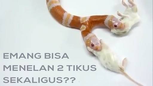 Ular kop marta ichkariga kiradilar