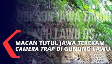 Kabar Gembira dari Gunung Lawu, Kamera Pemantau Milik BKSDA Jatim Tangkap Gambar Macan Tutul Jawa!