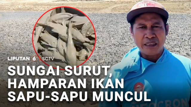 Sungai Surut, Hamparan Ikan Sapu-Sapu Muncul | Liputan 6