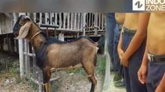 Kambing Ini Diperkosa Oleh Anak-anak di Kerawang