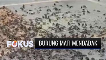 Fenomena Ribuan Burung Pipit Mati di Bali dan Cirebon, 10 Bangkai Burung Diuji PCR | Fokus