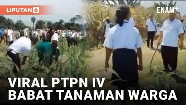 Viral PTPN IV Babat Habis Tanaman Jagung Warga, Anak-Anak Histeris