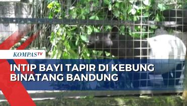 Bayi Tapir Berhasil Dikembangbiakkan di Kebung Binatang Bandung