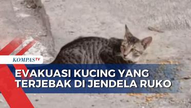 Aksi Heroik Petugas Damkar Evakuasi Kucing dari Lantai 3 di Gambir