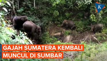 Langka! Puluhan Tahun Tak Terlihat, Gajah Kembali Muncul di Sumatera Barat