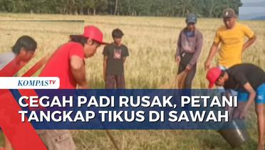 Petani di Semarang Gotong Royong Tangkap Tikus di Sawah dengan Cara Gropyokan