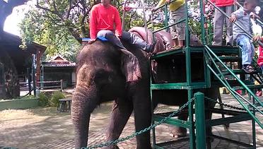 Wisata Kebun Binatang Surabaya,Naik Gajah 25 Ribu Per Orang #4