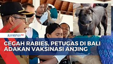Cegah Rabies, Petugas di Bali Adakan Vaksinasi untuk Anjing Peliharaan