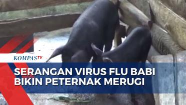 500 Ekor Ternak Babi di Kabupaten Luwu Mati Mendadak Akibat Serangan Virus Flu Babi