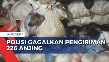 Polisi dan Pecinta Hewan Gagalkan Pengiriman 226 Anjing di Tol Kalikangkung Semarang
