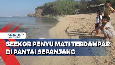 Seekor Penyu Mati Terdampar di Pantai Sepanjang